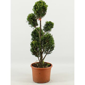 Cupressocyparis l. 'Castlew. Gold'