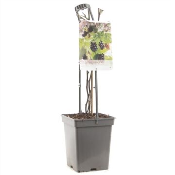 Doornloze Braam - Rubus fruticosus Thornless Evergreen 18cm