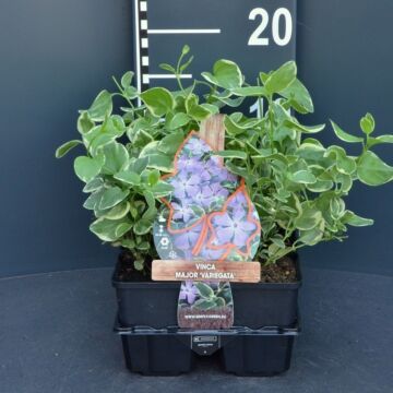 Grote witbonte maagdenpalm - Vinca major 'Variegata'