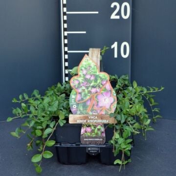 Kleine maagdenpalm - Vinca minor 'Atropurpurea'