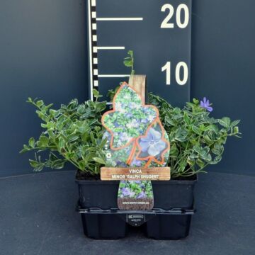 Kleine maagdenpalm - Vinca minor 'Ralph Shugert'