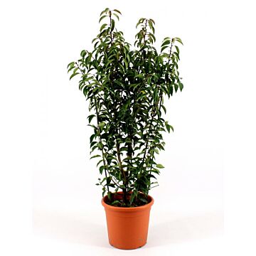 Prunus L. 'Angustifolia'