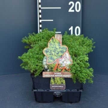 Citroentijm - Thymus citr. 'Bertram Anderson' 4-pack