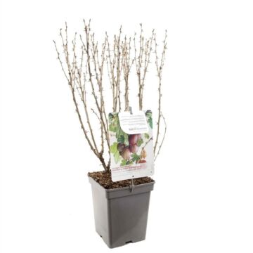 Rode Kruisbes - Ribes Uva-Crispa 'Hinnonmaki Rod Rode Kruisbes - Ribes Uva-Crispa 'Hinnonmaki Rod