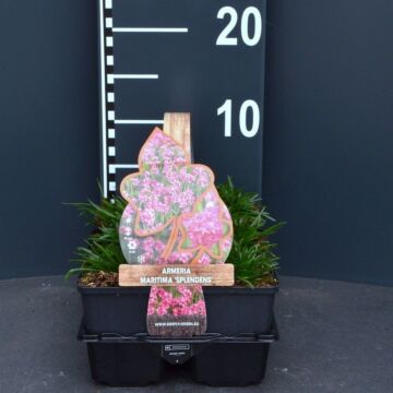 Engels gras roze - Armeria maritima 'Splendens' 4-pack
