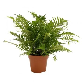 Blechnum Silver Lady Blechnum Silver Lady