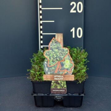 Koperknoopje - Leptinella squalida