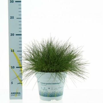 Zwenkgras - Festuca Gautieri Amigreen 10,5 cm Zwenkgras - Festuca Gautieri Amigreen 10,5 cm