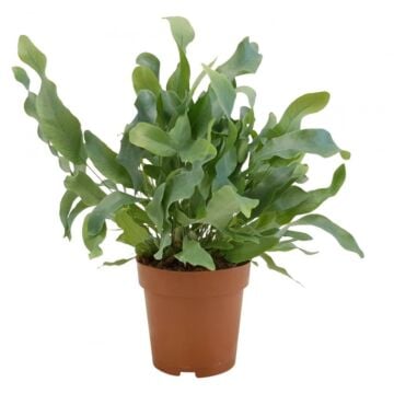 Phlebodium aur. Blue Star P12