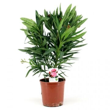 Oleander - Nerium