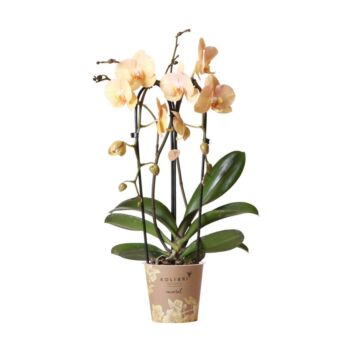 Orchidee - Phalaenopsis 'Niagara fall Golden River' Orchidee - Phalaenopsis 'Niagara fall Golden River'