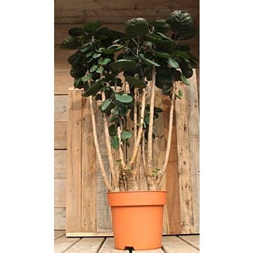 Polyscia Fabian Polyscia Fabian