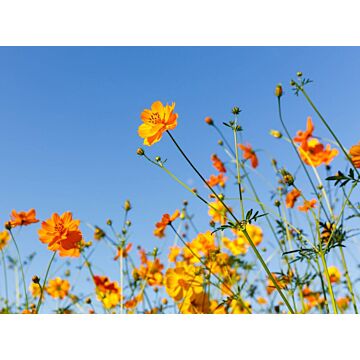 Buitencanvas bloemen oranje 78 cm