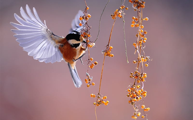 Vogels verwennen in de winter
