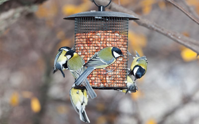 Tips voor vogels voeren