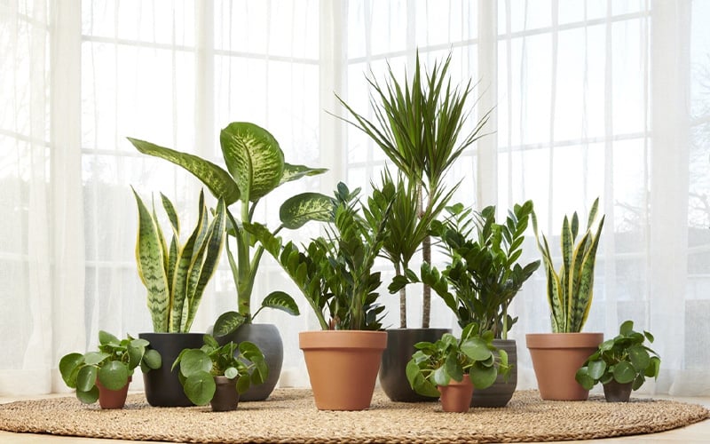 Waarom mannen kamerplanten in huis moeten hebben