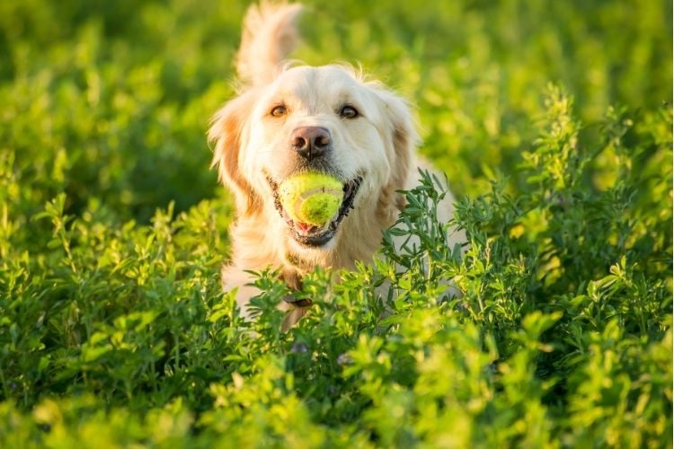 Alles wat je moet weten voordat je een hond in huis neemt