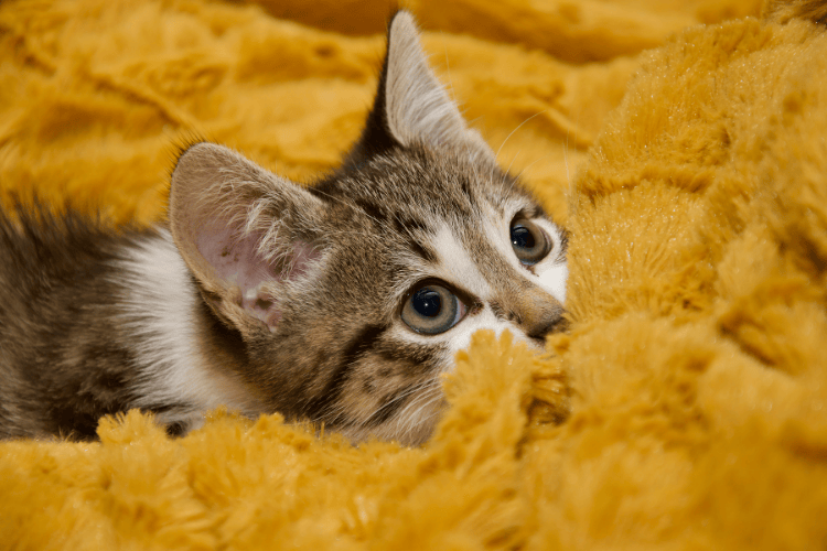 Alles wat je moet weten voordat je een kat in huis neemt