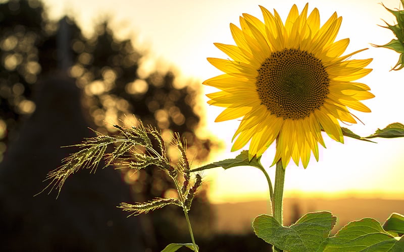 10x tuintips voor als je op vakantie gaat