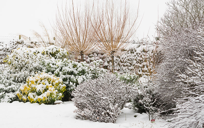 Bescherm je planten tegen vorst