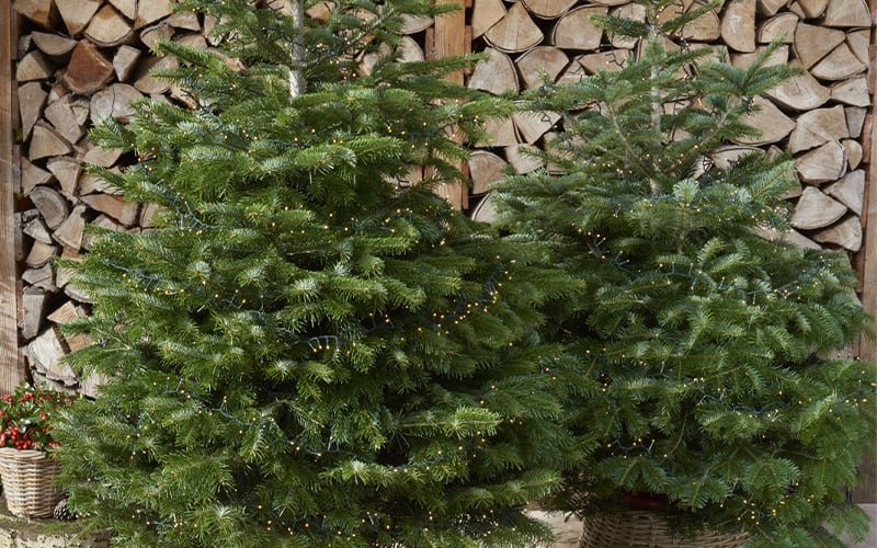 Hoe verzorg ik een kerstboom?
