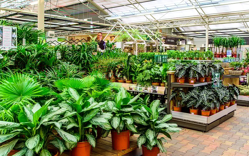 Top 5 luchtzuiverende kamerplanten