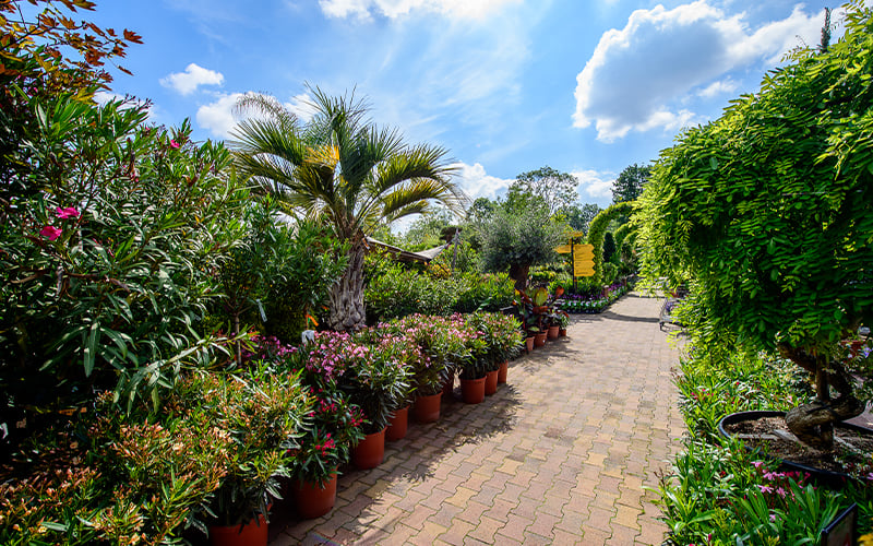 De beste mediterrane planten voor tuin en terras
