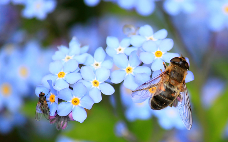 Wat is biodiversiteit en hoe pas je het toe in je eigen tuin?