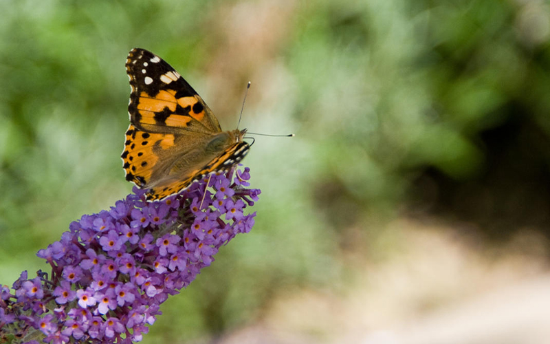 4 tips voor een vlindervriendelijke tuin