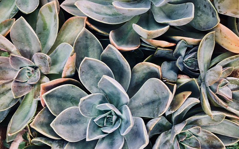 Wat is er aan de hand met mijn kamerplant?