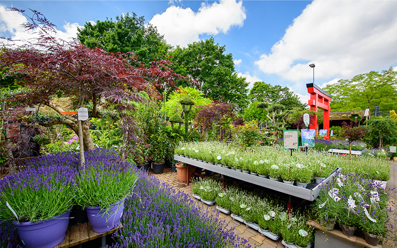 Deze 6 planten zijn het geheim tegen wespen