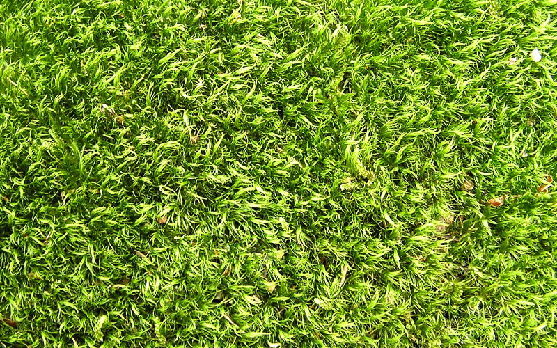 Je gazon weer groen in 5 stappen