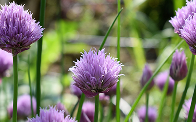Eetbare bloemen uit eigen tuin!