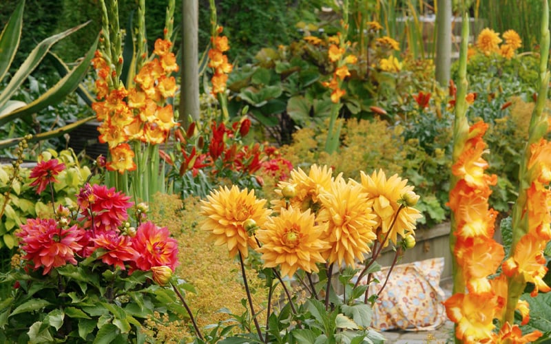 Zomerbollen planten