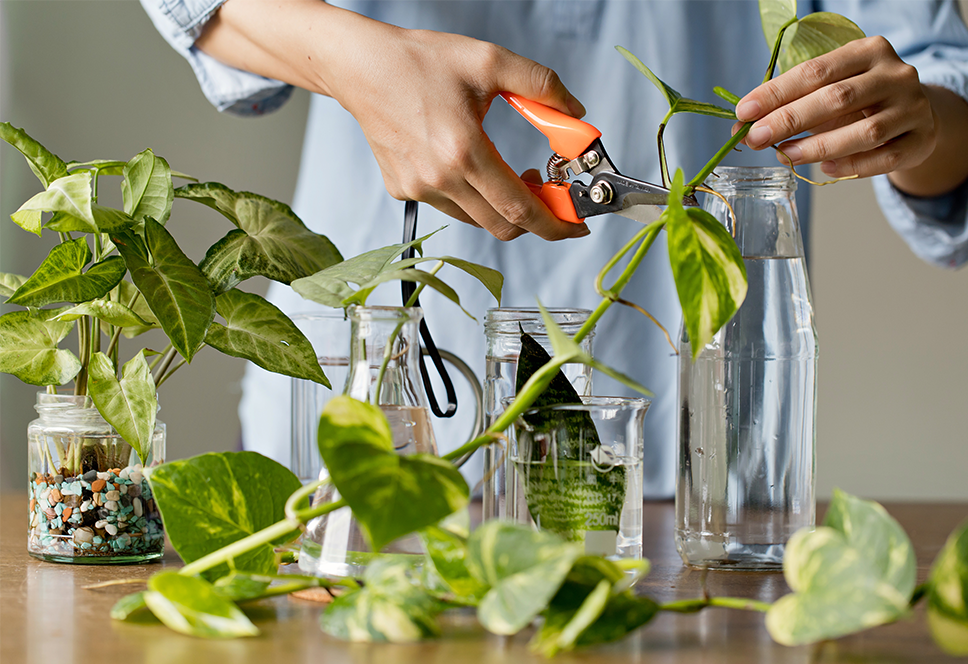 Top 10 makkelijke kamerplanten om te stekken