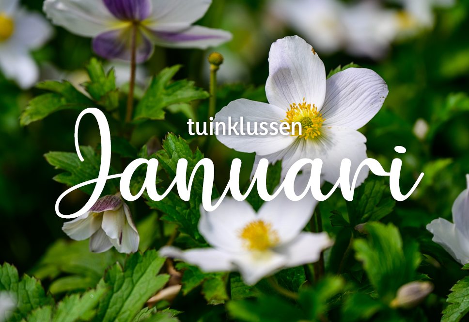 Tuinklussen van de maand | januari