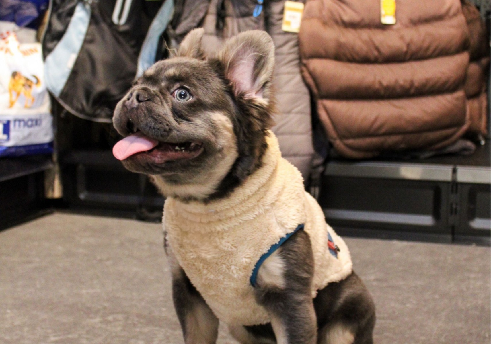 Heeft mijn hond een jas nodig? Feiten en fabels op een rij