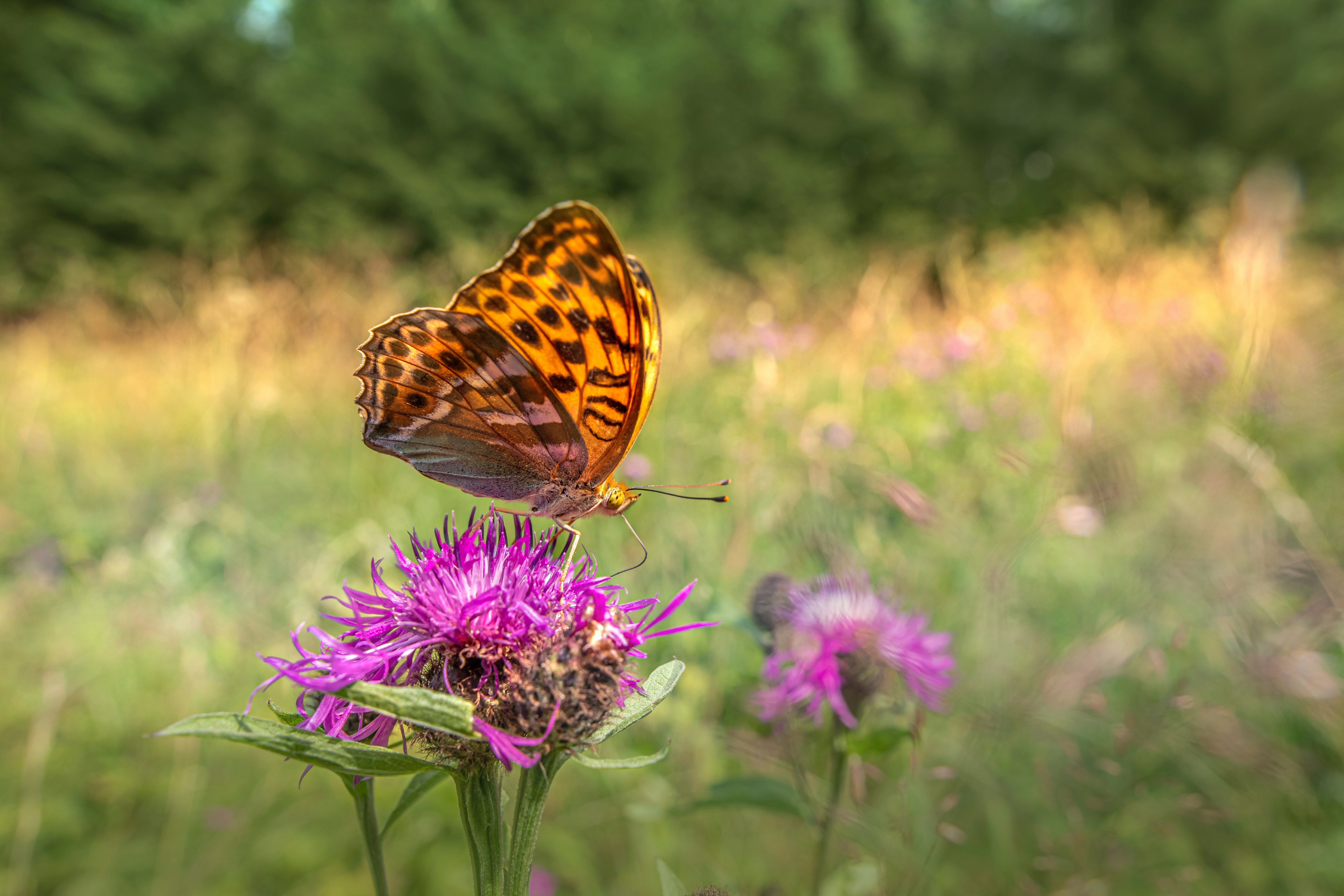 Ga voor meer inheemse planten